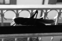 20121125_120250