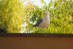 DSCN1495