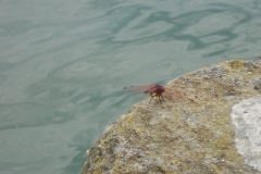 DSCN1606