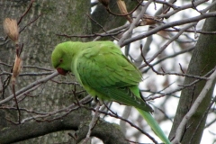 IMG_5591