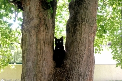 gatto_nero