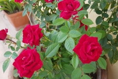 20170917_121142
