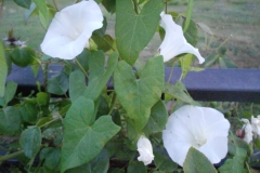 DSCN0214
