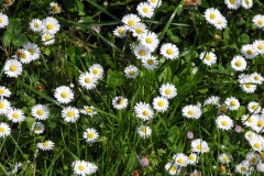 DSCN1136
