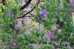 DSCN1139